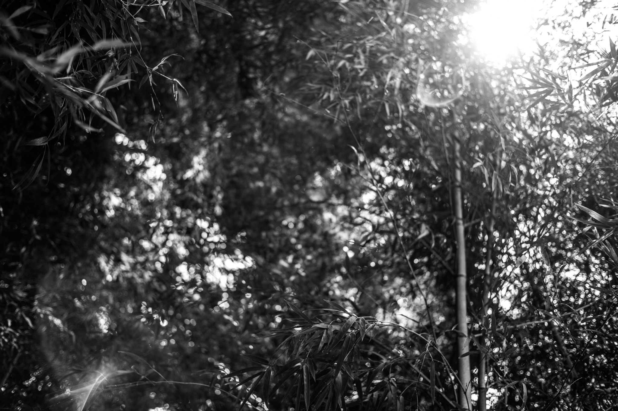 Leica Summicron-M 28mm F2 ASPH sample photo. Light spark photography