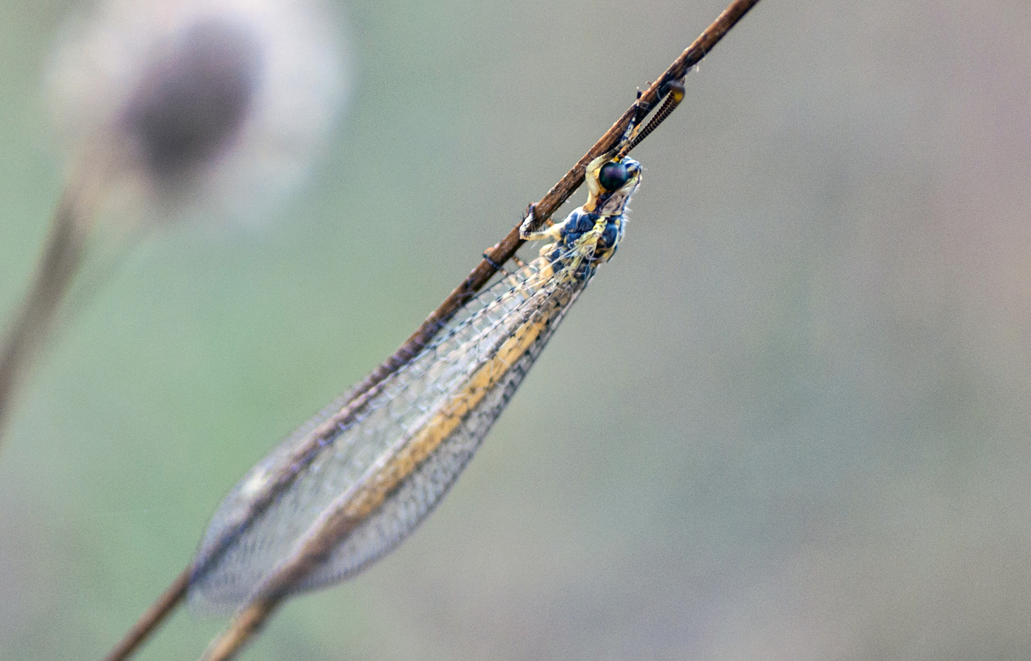Nikon D5000 sample photo. Myrmeleontidae photography