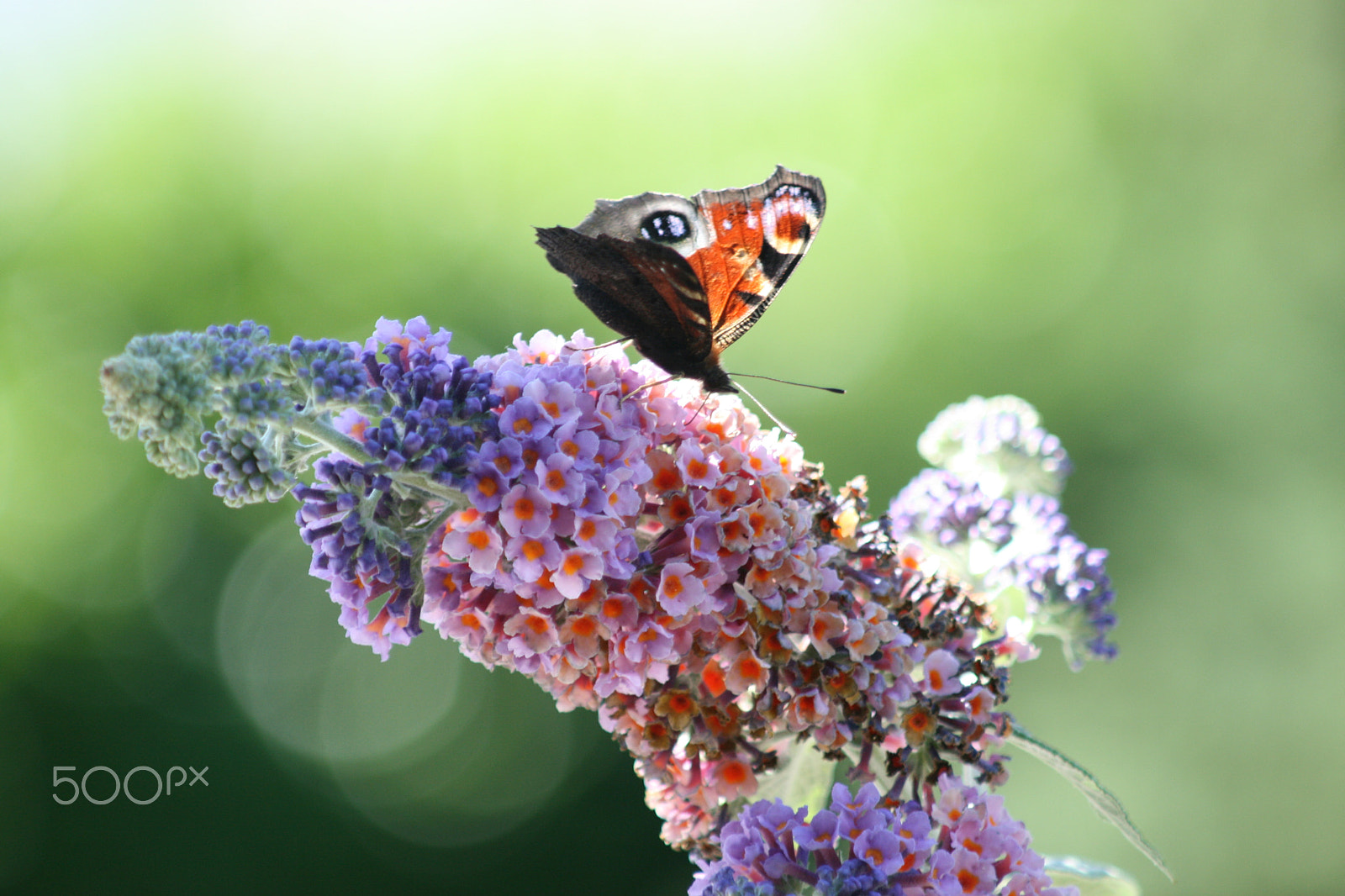Canon EF 80-200mm F4.5-5.6 II sample photo. Butterfly fly away photography