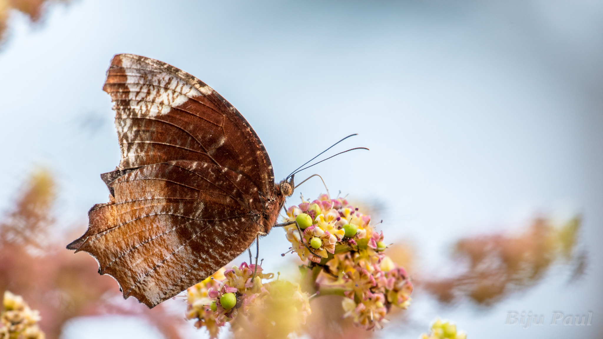 Nikon AF-S Nikkor 200-500mm F5.6E ED VR sample photo. Brown butterfly photography