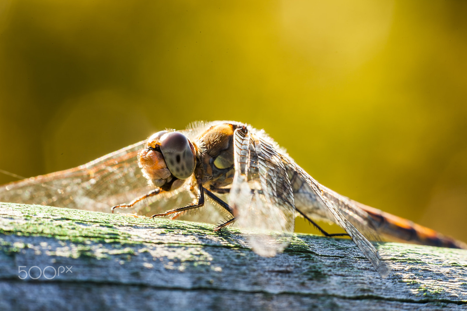Sigma APO Macro 150mm f/2.8 EX DG HSM sample photo. The last dragonfly photography