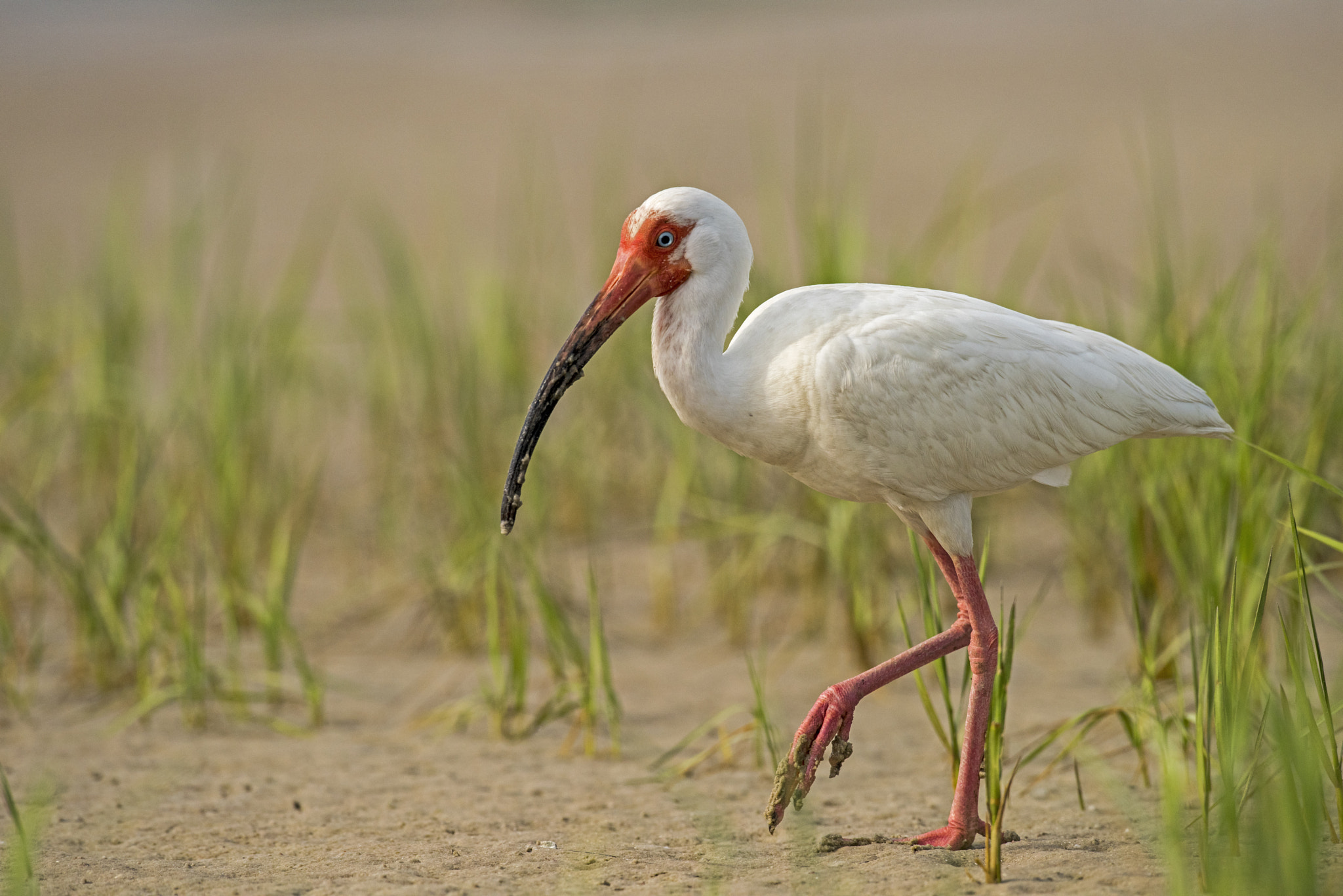 Nikon D810 + Nikon AF-S Nikkor 600mm F4G ED VR sample photo. White ibris photography
