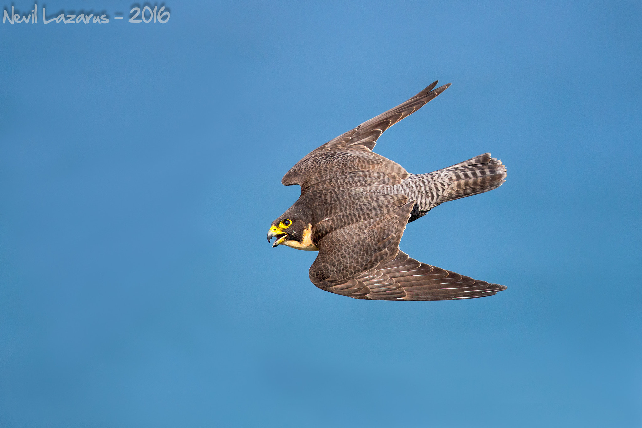 Canon EOS-1D X + Canon EF 500mm F4L IS II USM sample photo. Peregrine dive photography