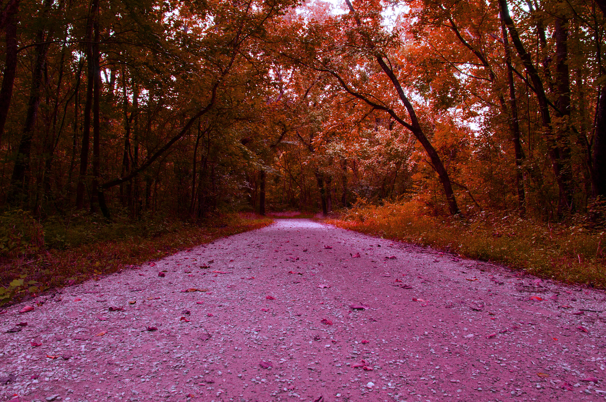 Nikon D300S sample photo. Walk a postitive path photography