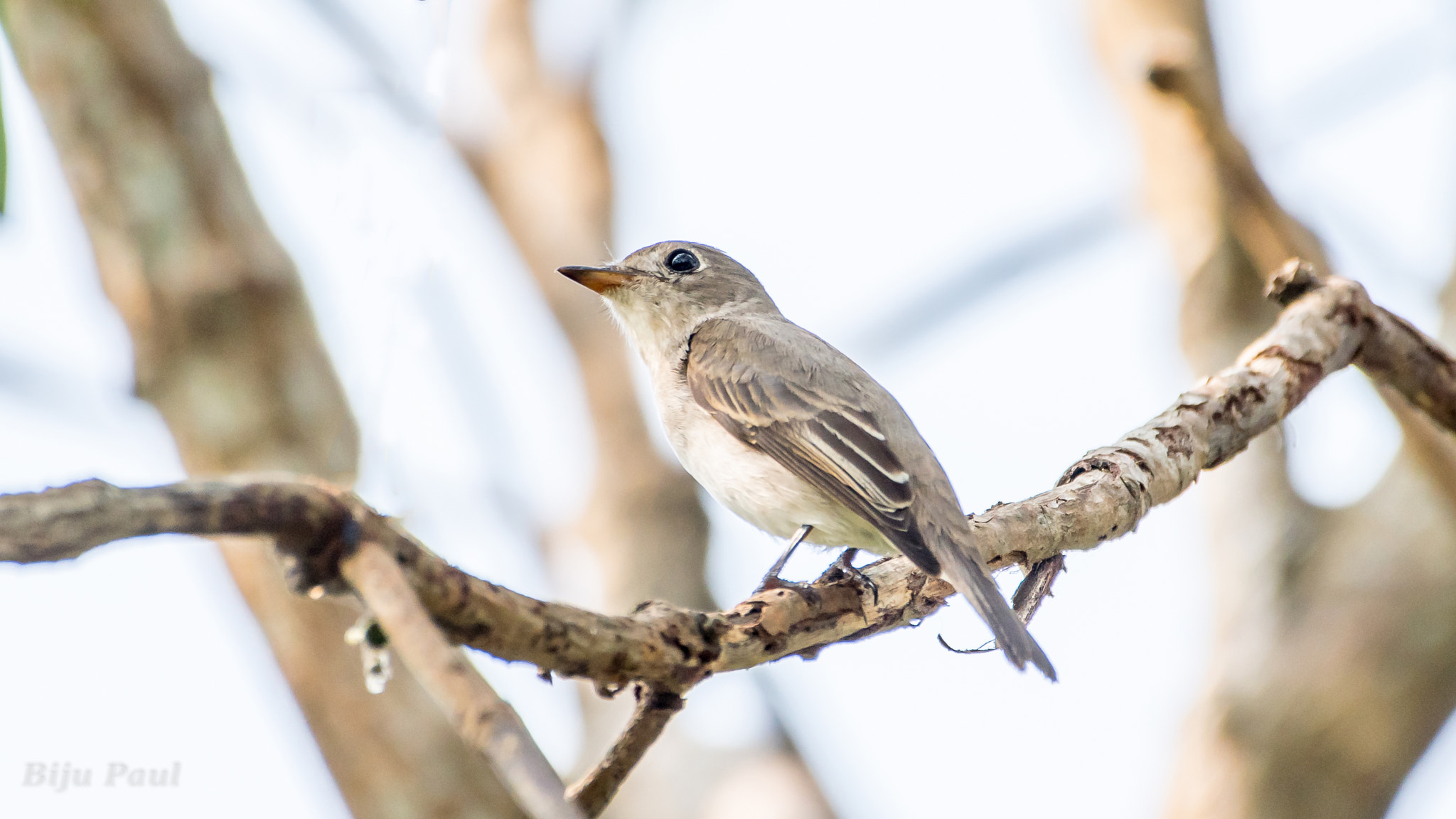 Nikon AF-S Nikkor 200-500mm F5.6E ED VR sample photo. Asian brown flycatcher photography