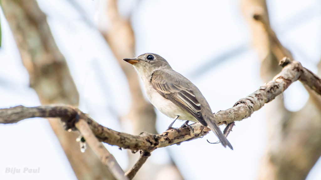 Asian Brown Flycatcher by Biju Paul on 500px.com