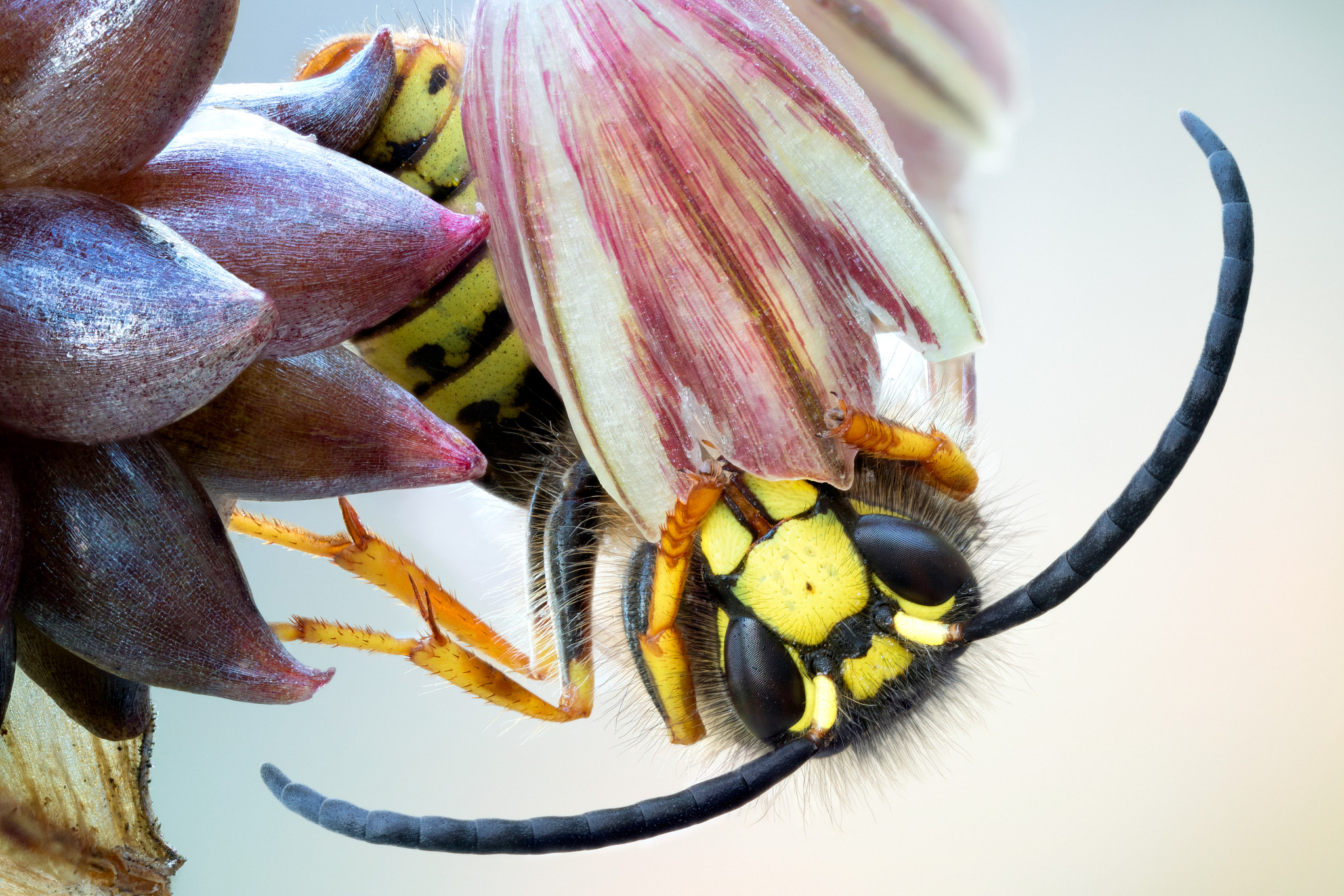 Canon EOS 760D (EOS Rebel T6s / EOS 8000D) + Canon MP-E 65mm F2.5 1-5x Macro Photo sample photo. Common wasp ♂ photography