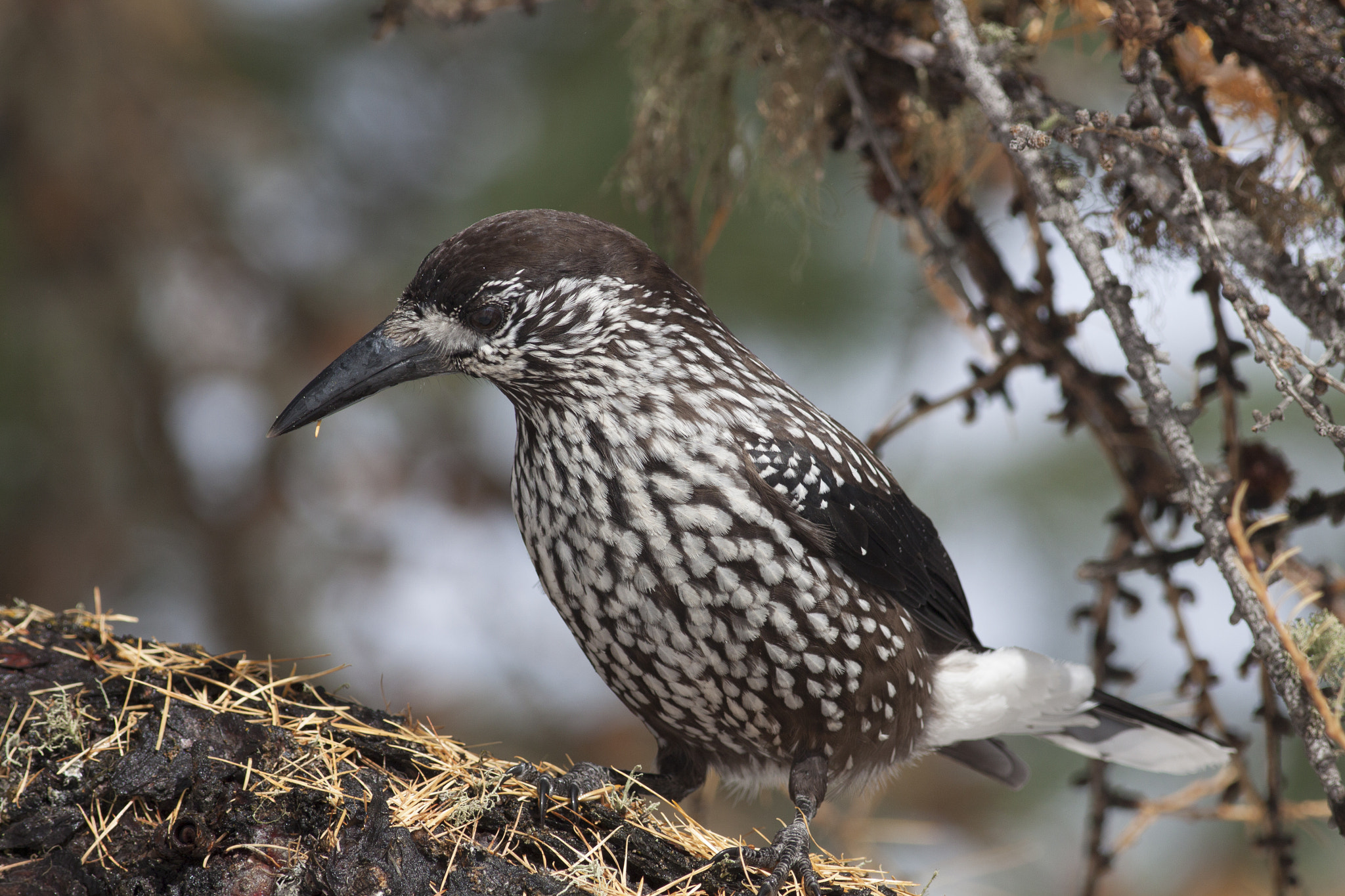 Canon EOS 50D + Canon EF 400mm F5.6L USM sample photo. Bird on a branch photography