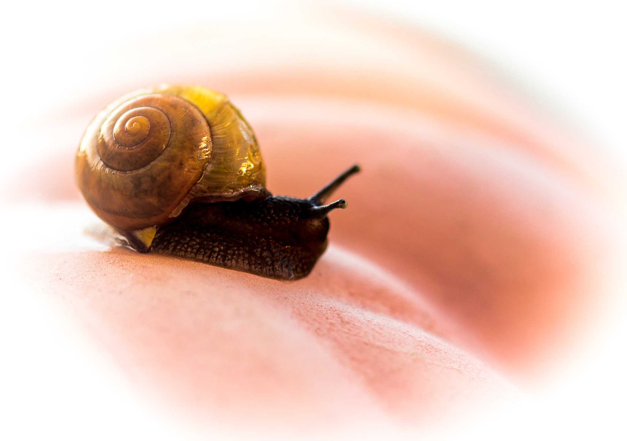Sigma 105mm F2.8 EX DG OS HSM sample photo. Dreamy snail photography