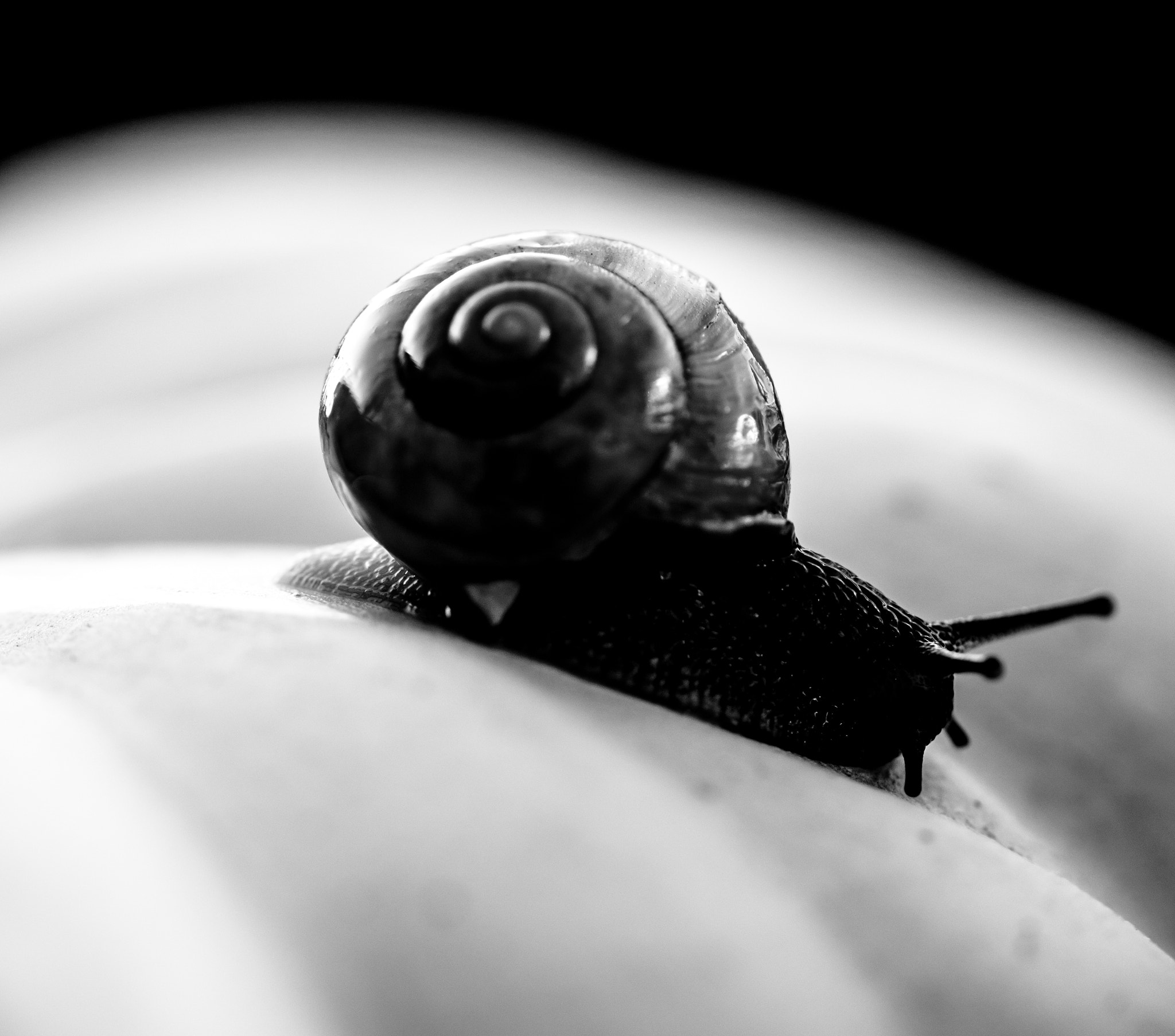 Sigma 105mm F2.8 EX DG OS HSM sample photo. Bw snail photography
