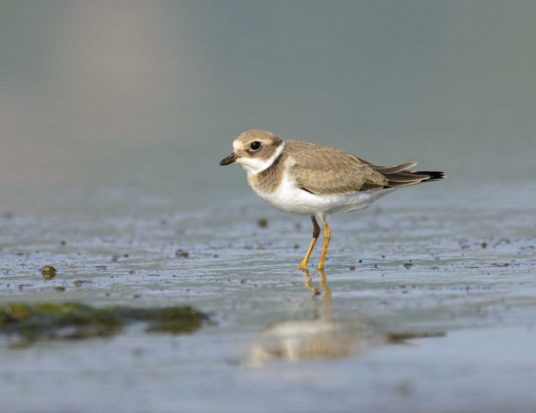 Nikon D7000 + Nikon AF-S Nikkor 300mm F4D ED-IF sample photo. Little ringed plover photography