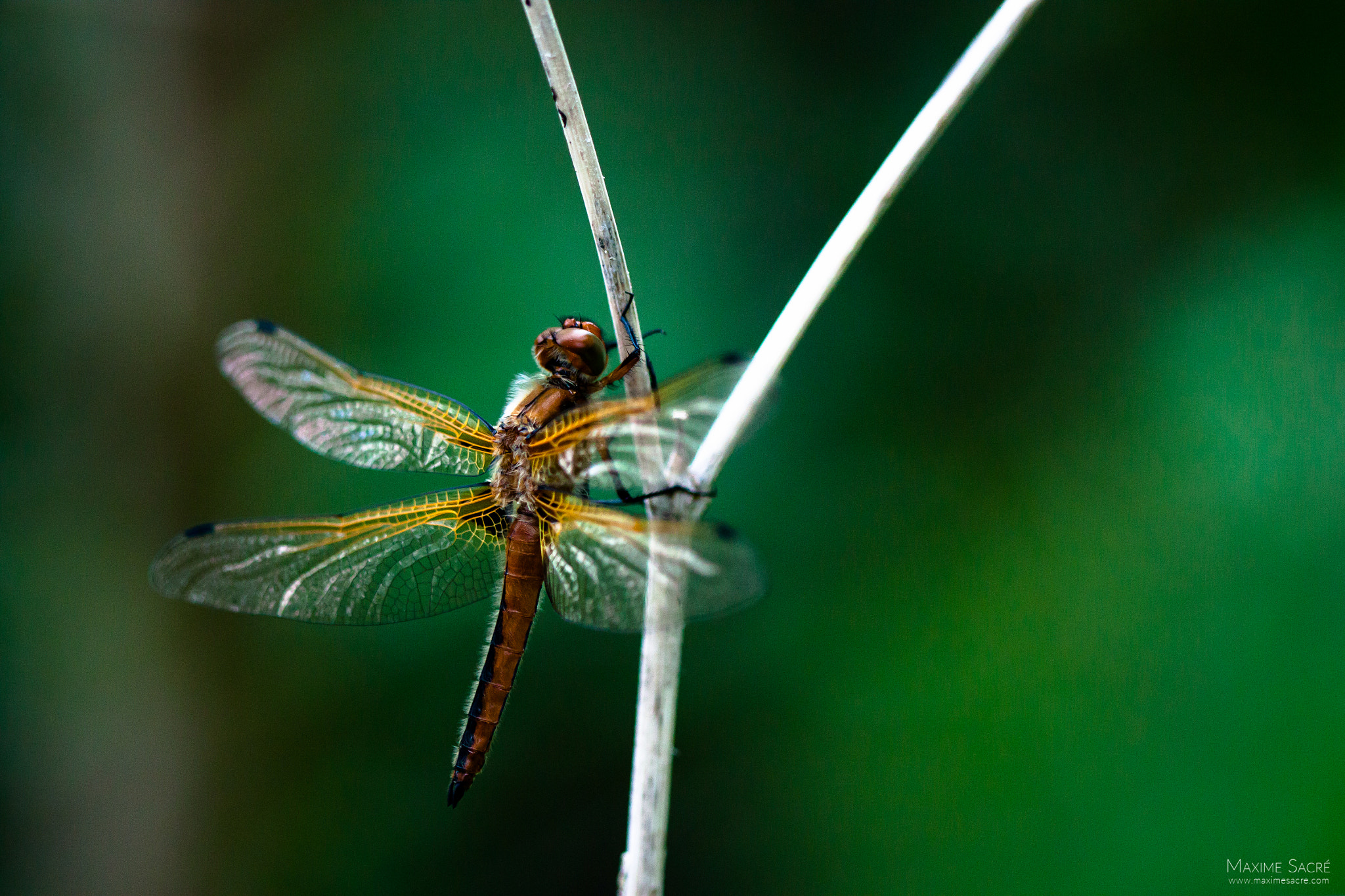 Canon EF 100mm F2.8 Macro USM sample photo. Scarce chaser photography