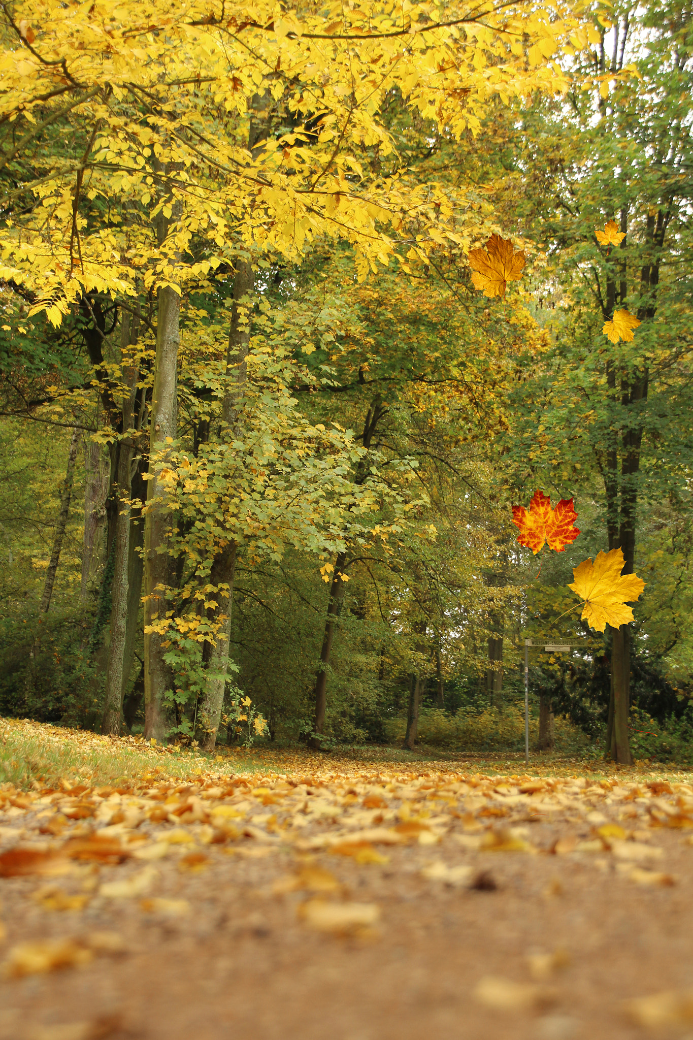 Sigma 18-250mm F3.5-6.3 DC OS HSM sample photo. Autumn .. photography