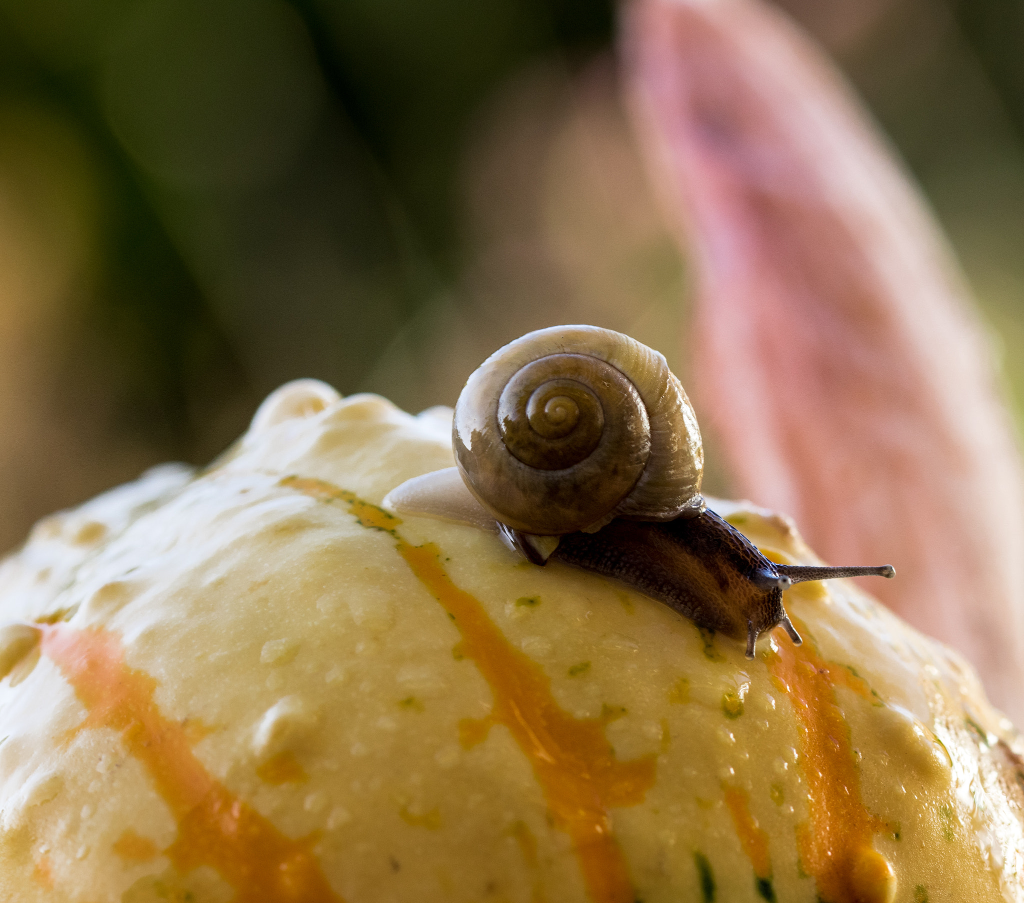 Sigma 105mm F2.8 EX DG OS HSM sample photo. Smal snail photography