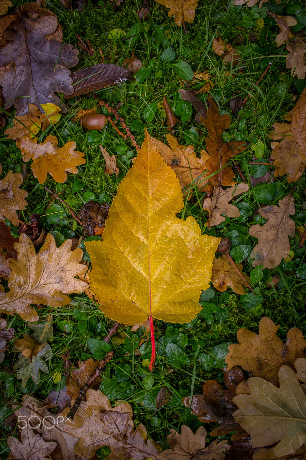 Samsung NX11 sample photo. Autumn photography
