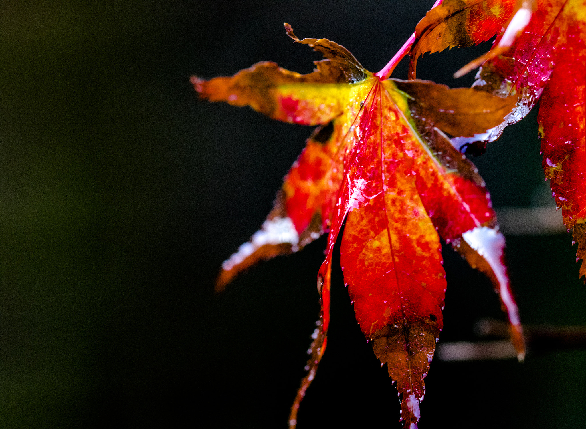 Sigma 105mm F2.8 EX DG OS HSM sample photo. Color leaf photography