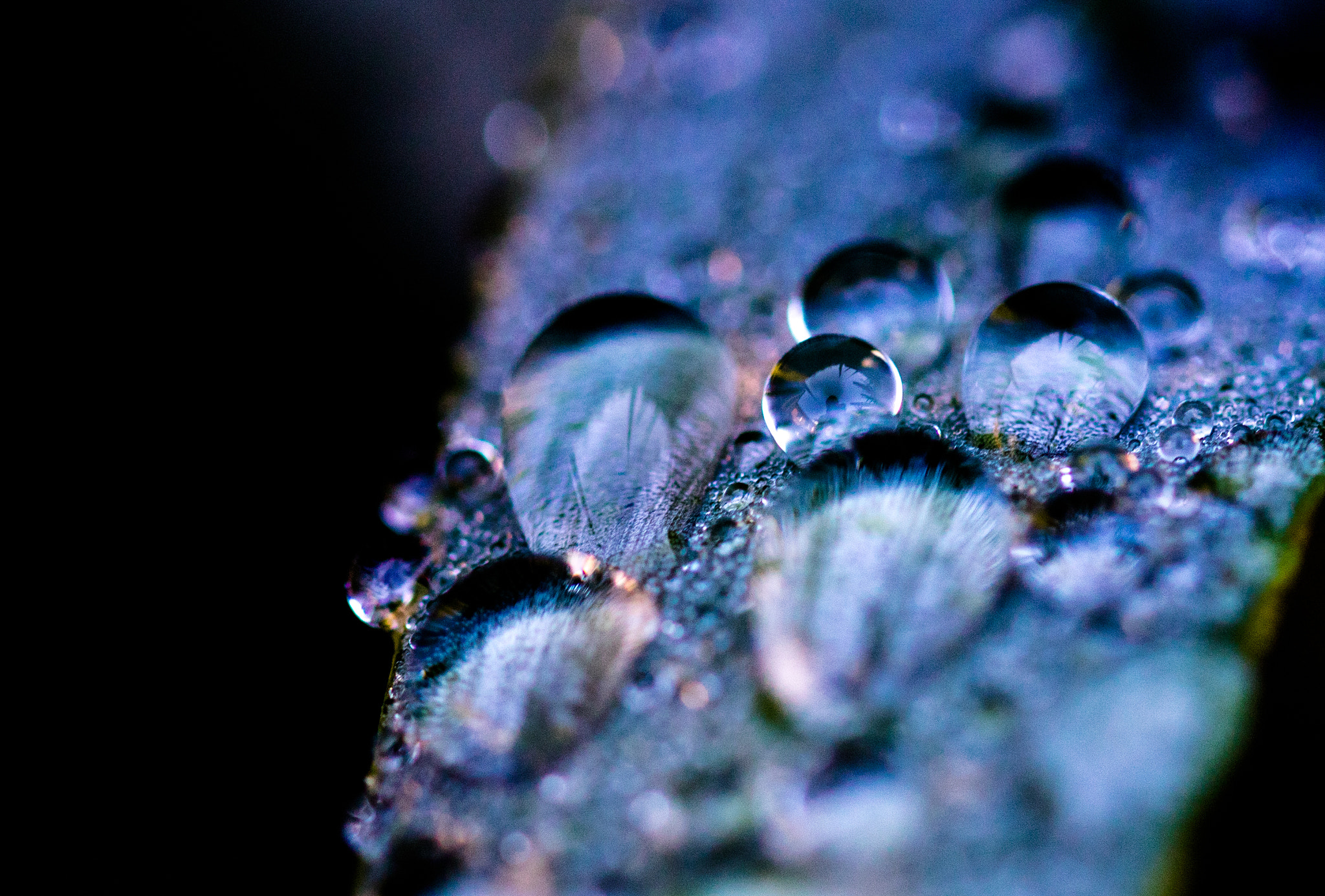 Sigma 105mm F2.8 EX DG OS HSM sample photo. Blue drops photography