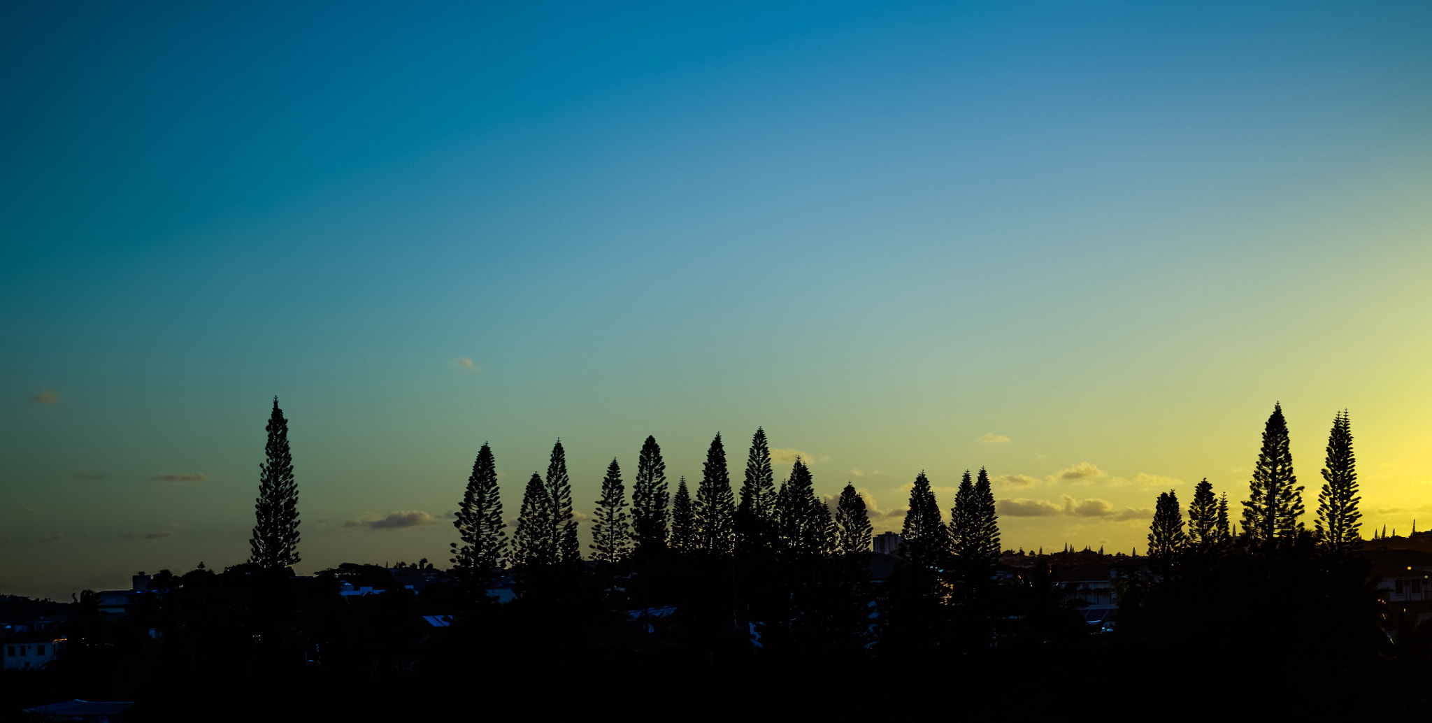 Sony FE 85mm F1.4 GM sample photo. Arocaria dusk photography