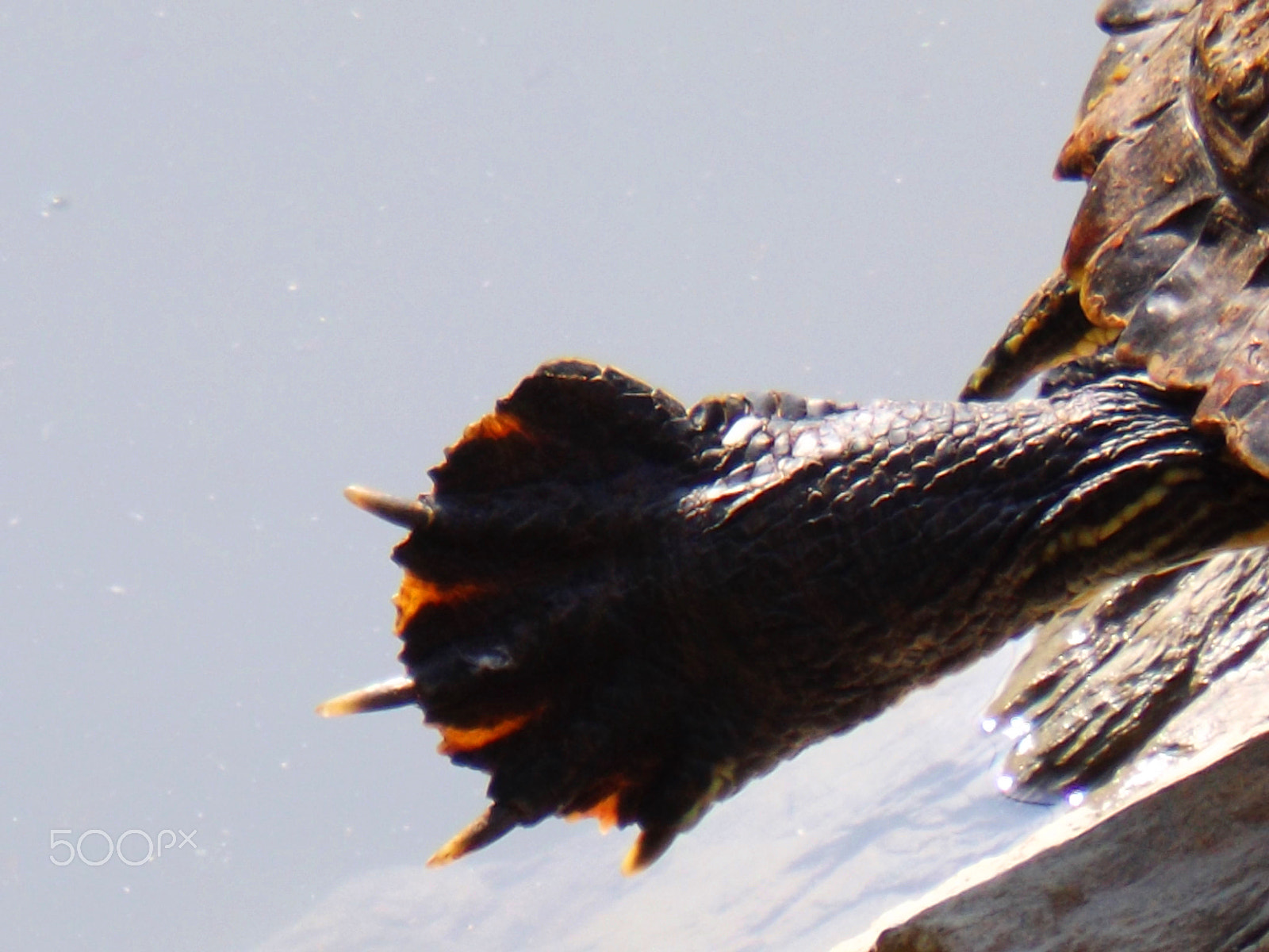 Fujifilm FinePix S4600 sample photo. Turtle's nails photography