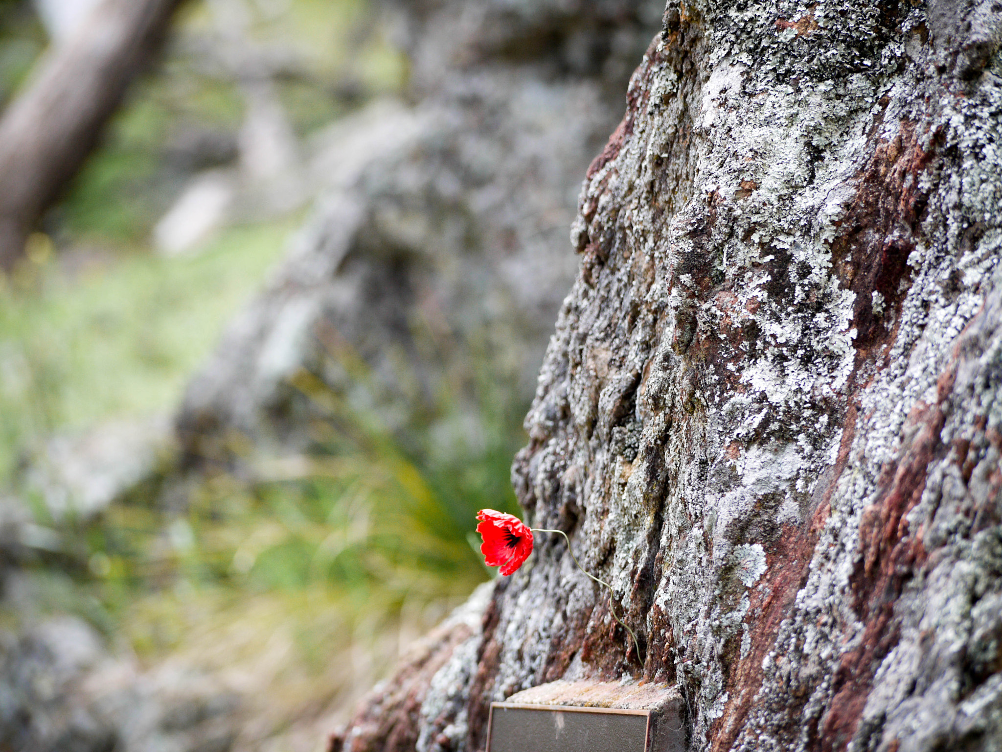 Panasonic Lumix G Vario 45-200mm F4-5.6 OIS sample photo. Flower growing from rock photography