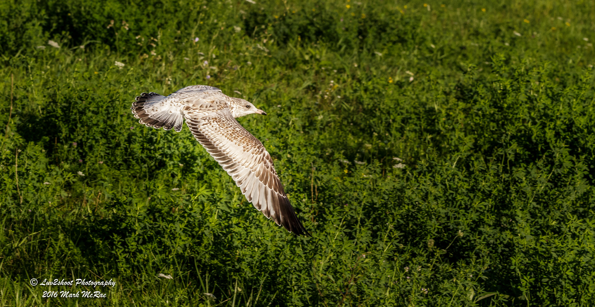 150-600mm F5-6.3 DG OS HSM | Contemporary 015 sample photo. Seagull in flight photography