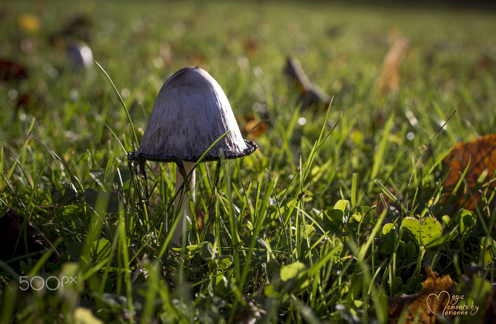 Canon EOS 1200D (EOS Rebel T5 / EOS Kiss X70 / EOS Hi) + Tamron SP 35mm F1.8 Di VC USD sample photo. Little mushroom photography