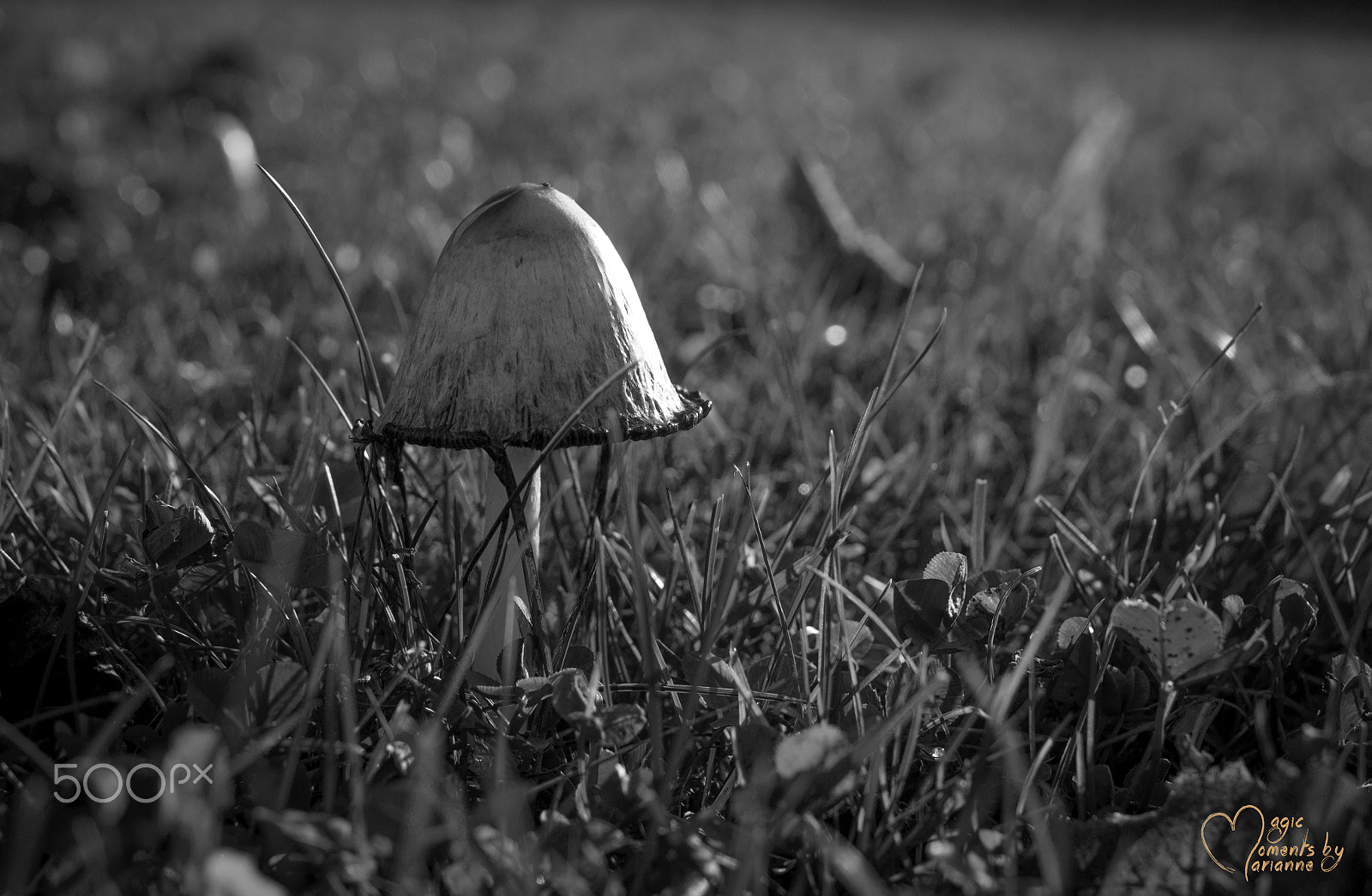 Canon EOS 1200D (EOS Rebel T5 / EOS Kiss X70 / EOS Hi) + Tamron SP 35mm F1.8 Di VC USD sample photo. Little mushroom photography