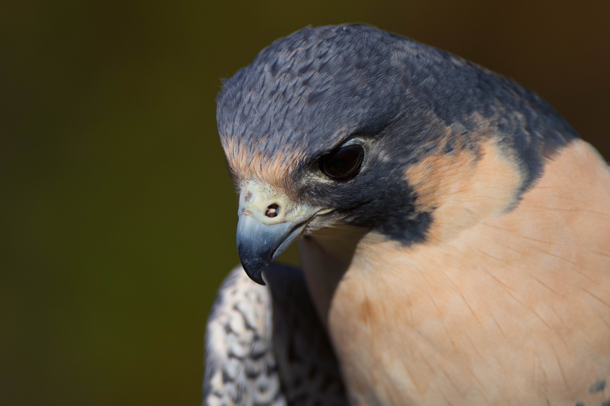 Canon EOS 80D + Canon EF 500mm F4L IS USM sample photo. Hampton a peregrine falcon photography