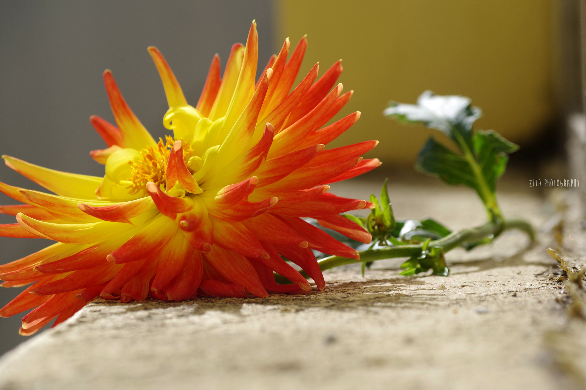 smc Pentax-DA L 50-200mm F4-5.6 ED WR sample photo. Orange ... photography