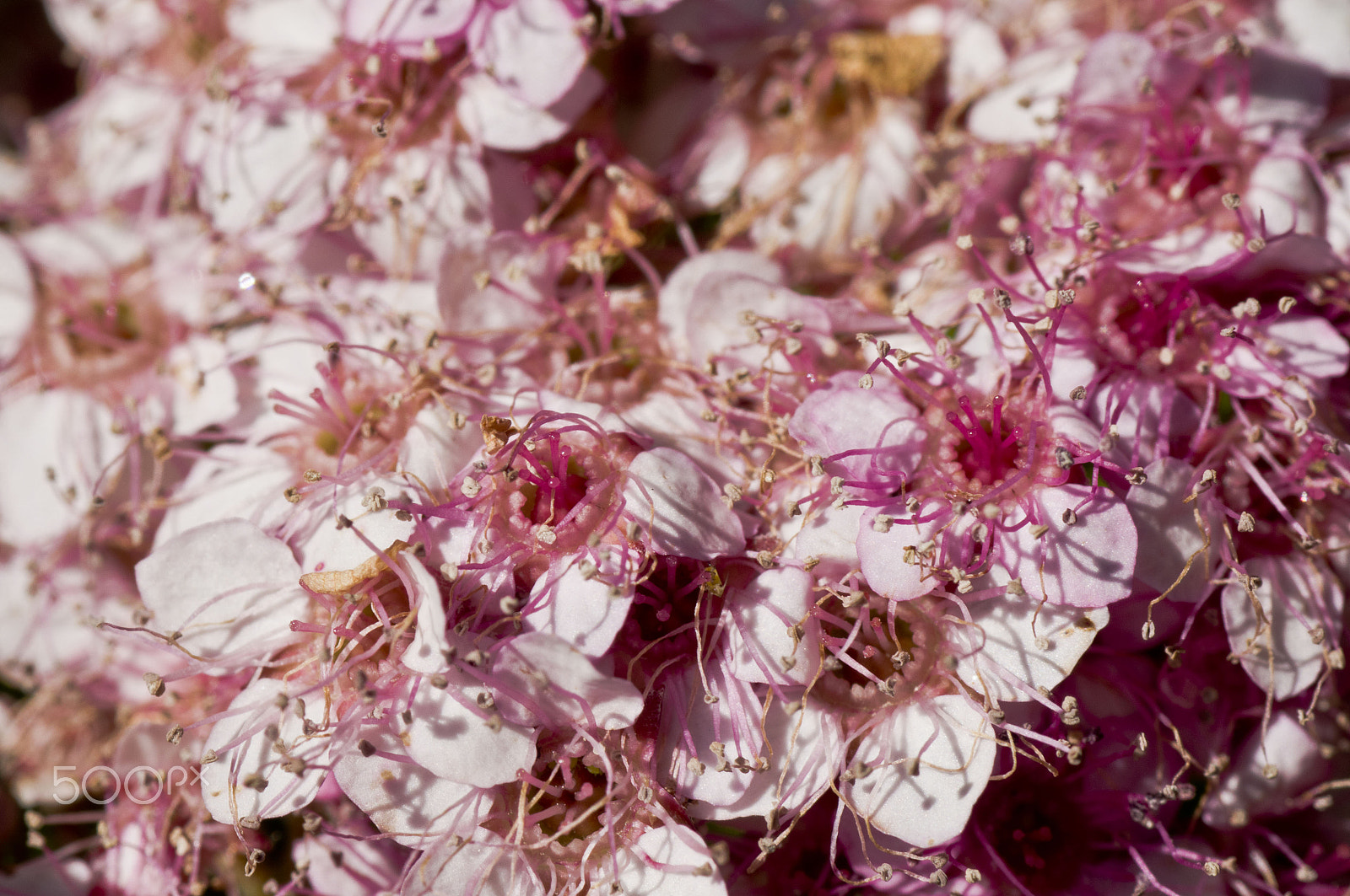 Sony SLT-A55 (SLT-A55V) sample photo. Unkempt flowers photography