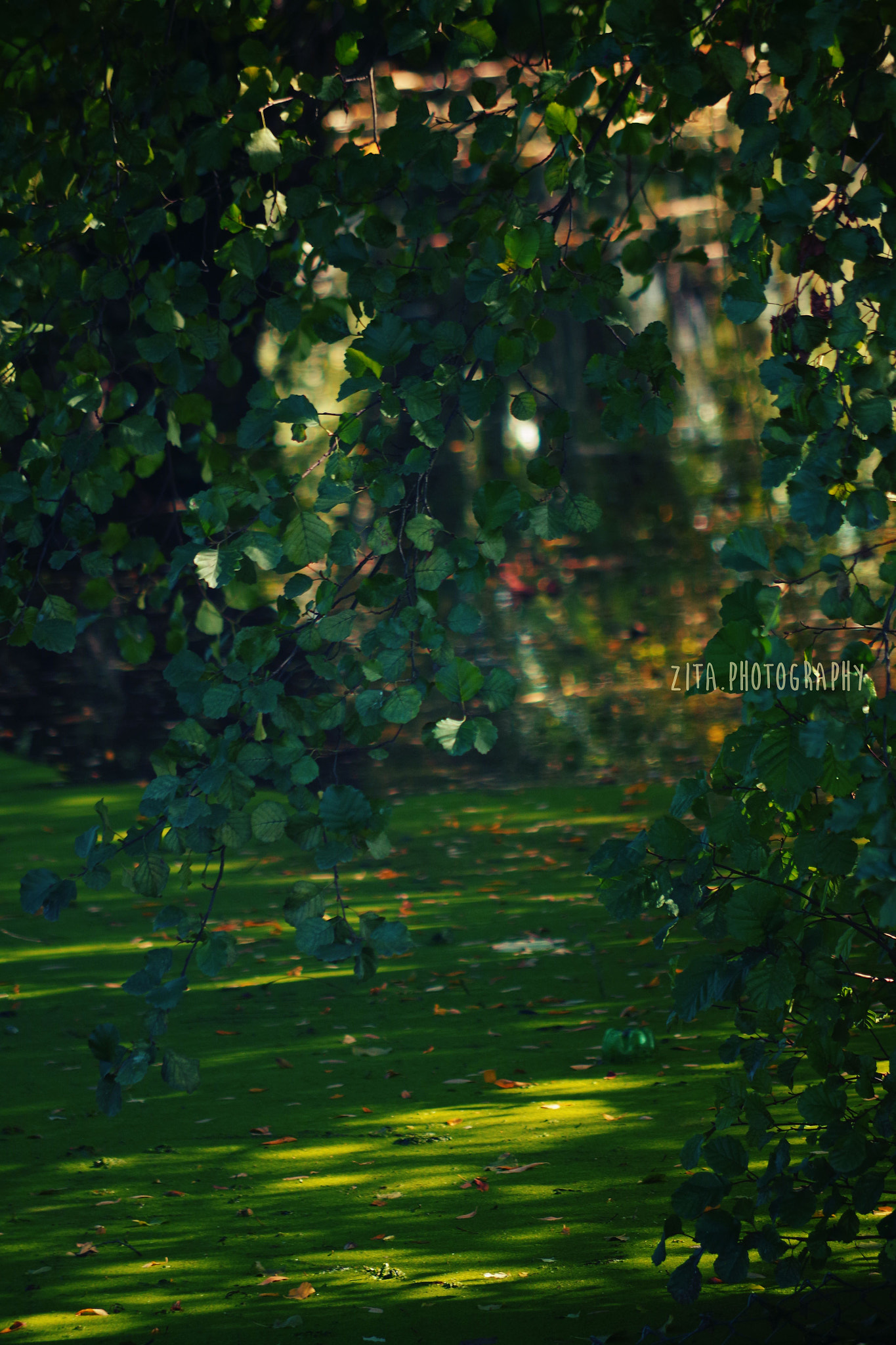 smc Pentax-DA L 50-200mm F4-5.6 ED WR sample photo. Green ... photography