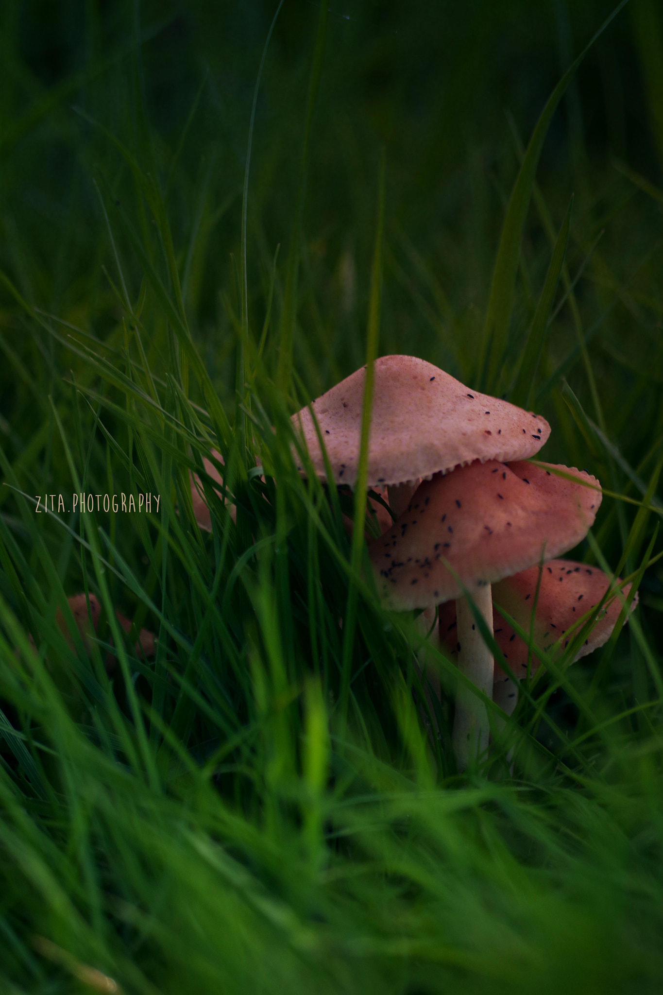 smc Pentax-DA L 50-200mm F4-5.6 ED WR sample photo. ... photography