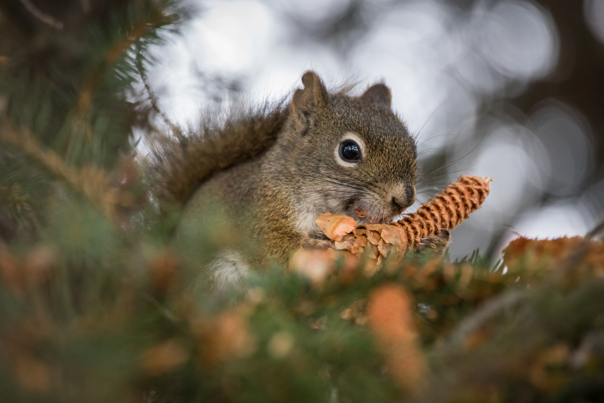 150-600mm F5-6.3 DG OS HSM | Contemporary 015 sample photo. Squirrel photography
