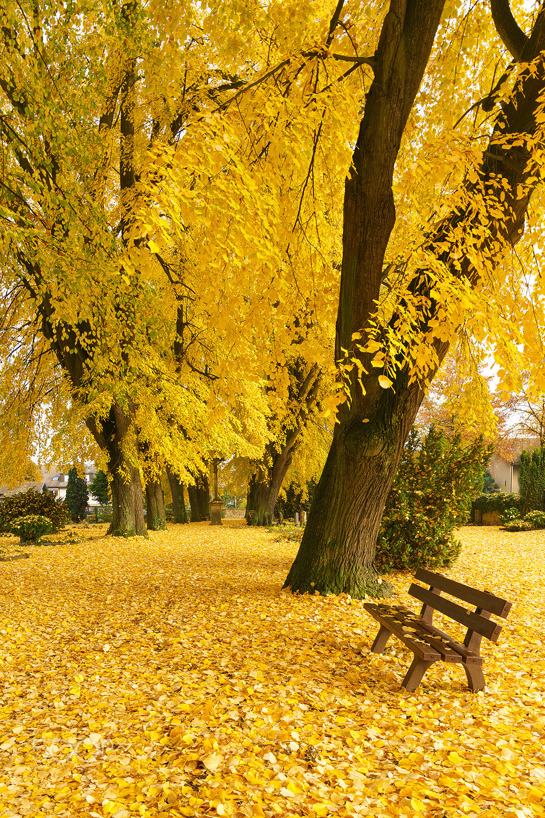 Canon EF 16-35mm F4L IS USM sample photo. The yellow carpet photography