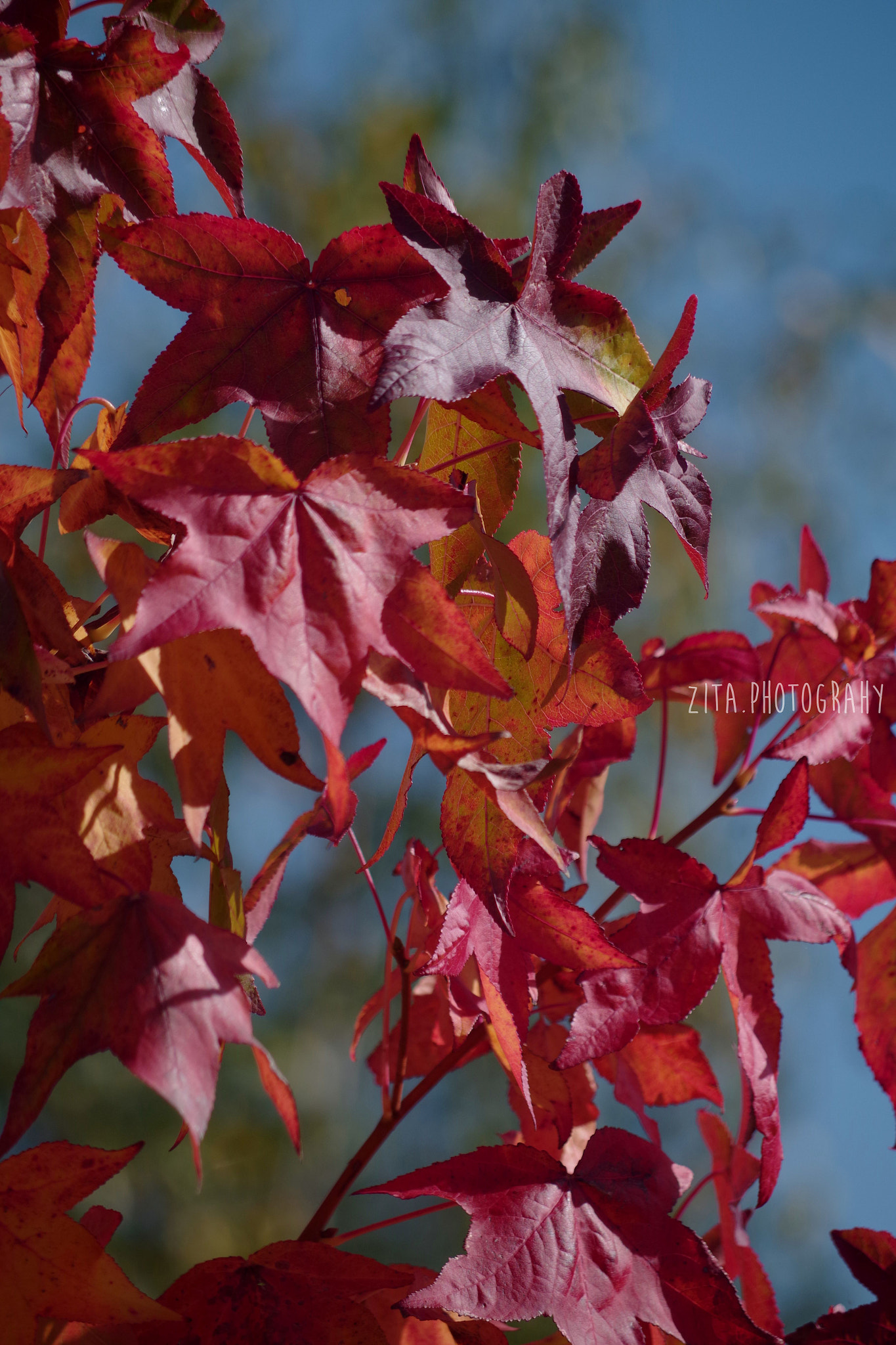 Pentax K-S2 + smc Pentax-DA L 50-200mm F4-5.6 ED WR sample photo. Love leaves photography