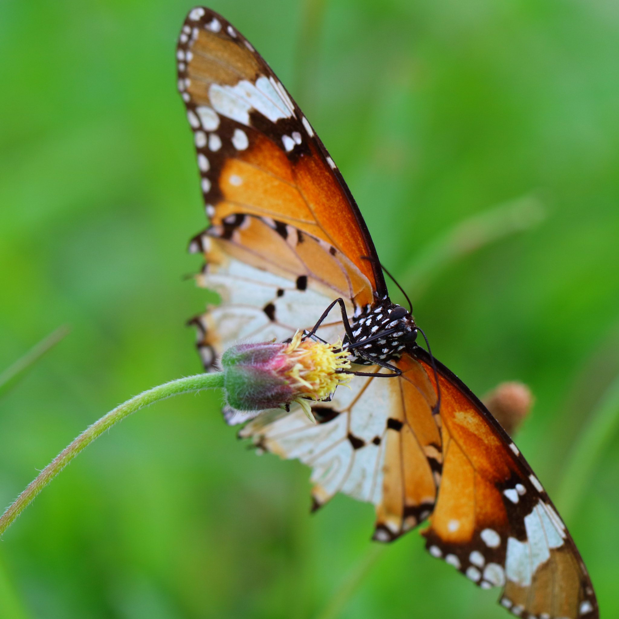 Canon EOS M3 sample photo. Butterfly photography