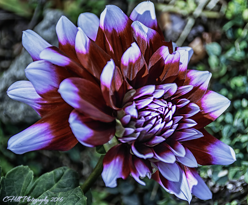Sigma 18-250mm F3.5-6.3 DC OS HSM sample photo. Last flower- dahlia photography