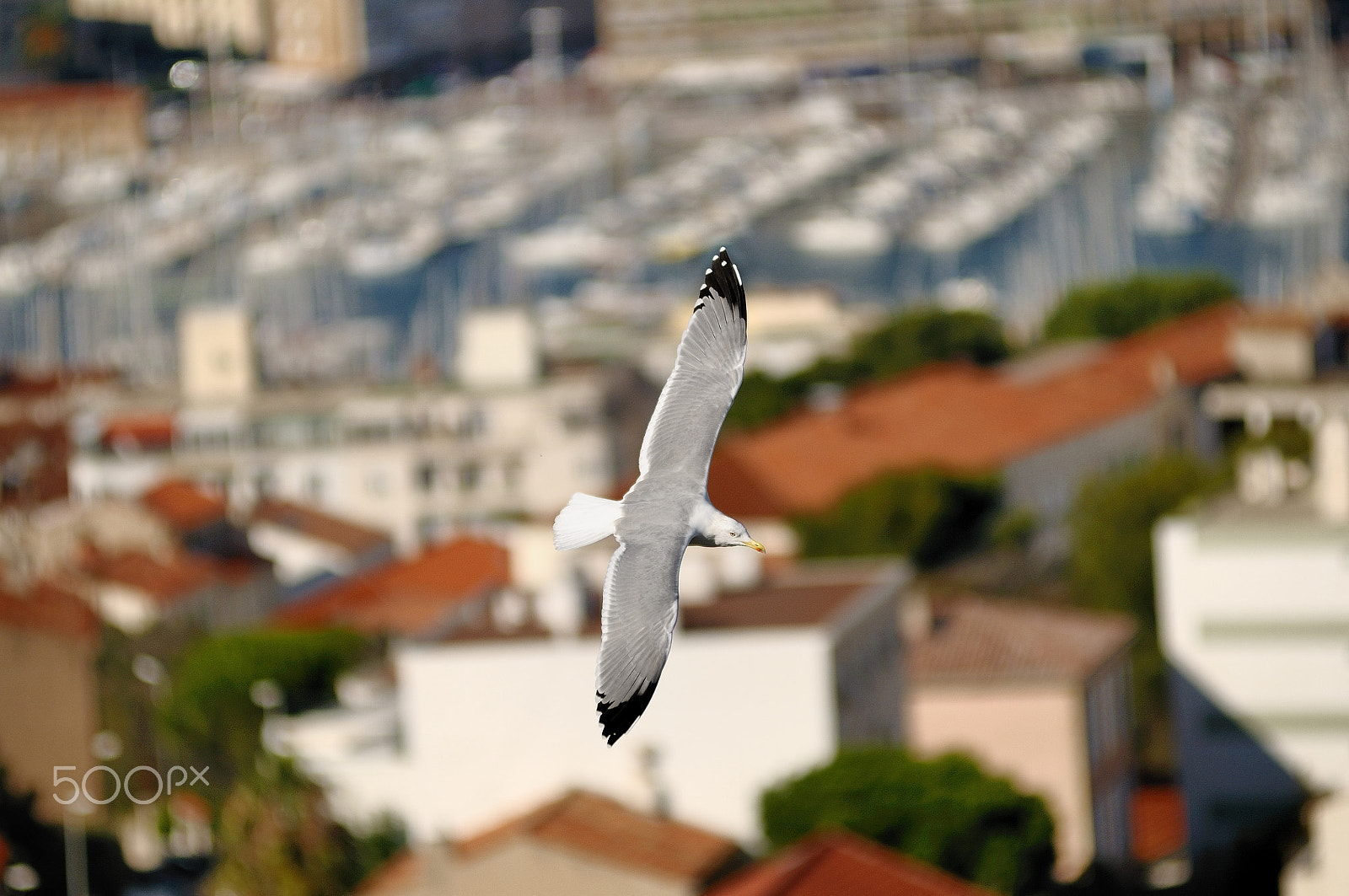 Nikon AF-Nikkor 80-200mm F2.8D ED sample photo. Vol sur marseille photography