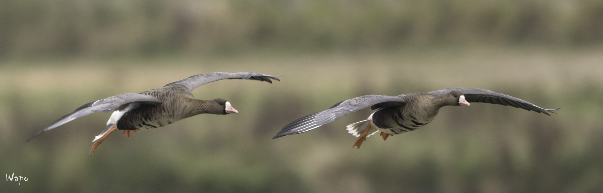 Nikon AF-S Nikkor 500mm F4E FL ED VR sample photo