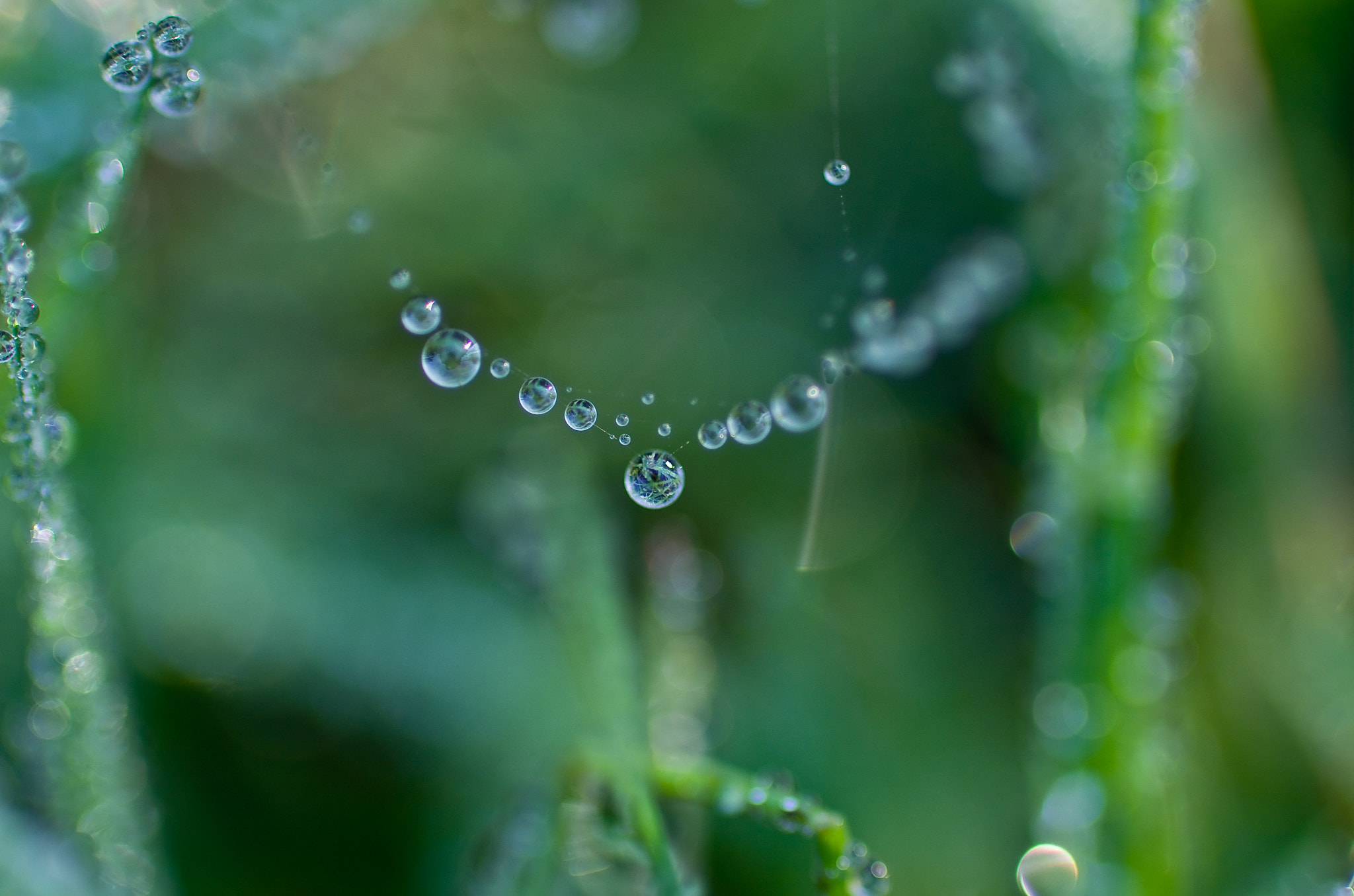 Pentax smc D-FA 100mm F2.8 Macro WR sample photo. Fil de rosée photography