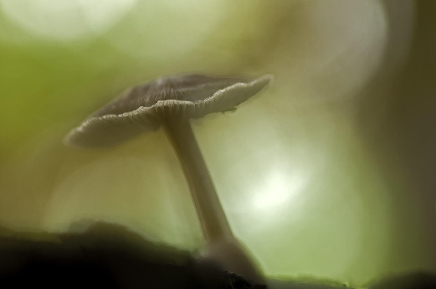 Nikon D300S sample photo. Autumn mood photography