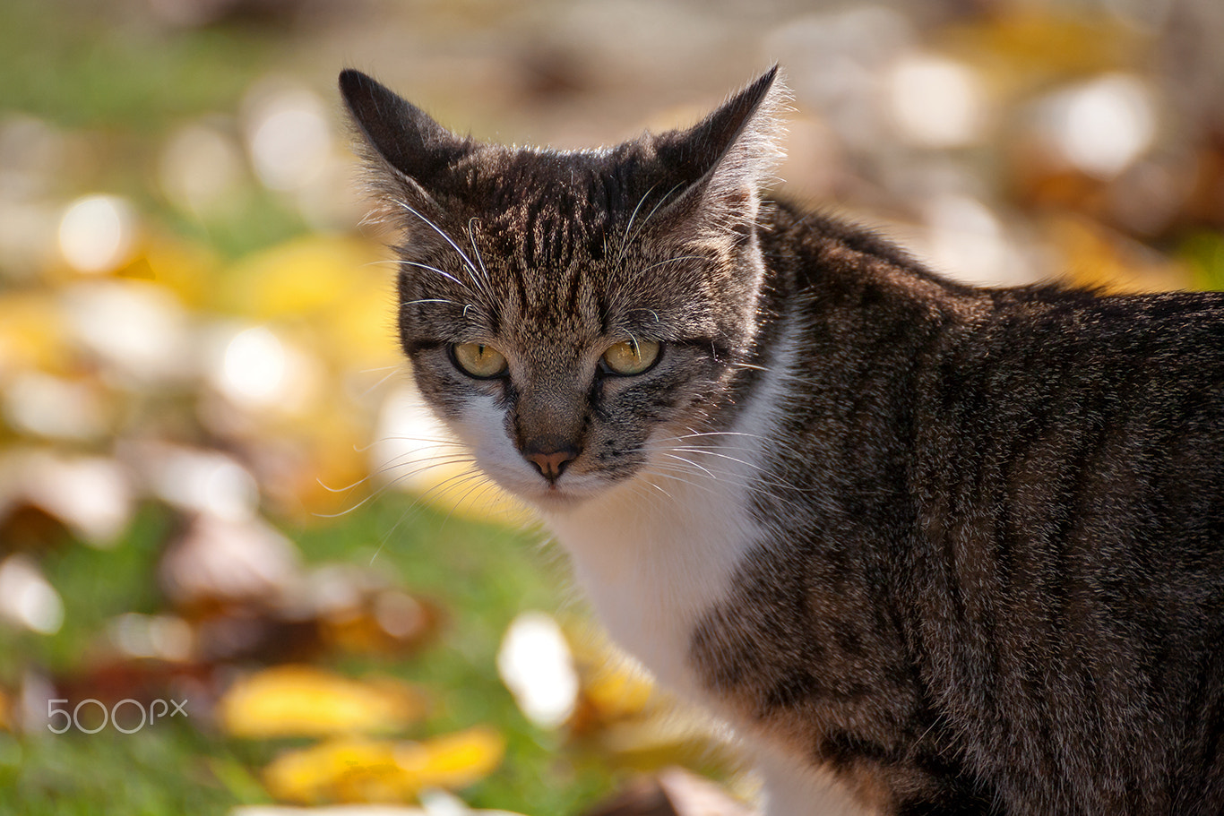 Tamron SP 35mm F1.8 Di VC USD sample photo. Cat portrait mila photography