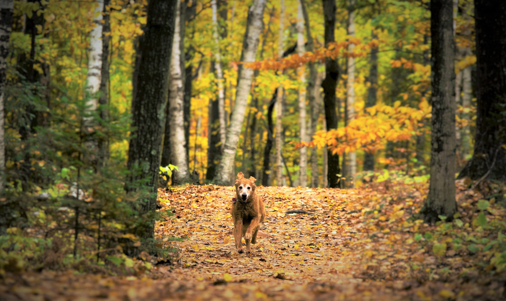 Nikon D7100 sample photo. Autumn forest running photography