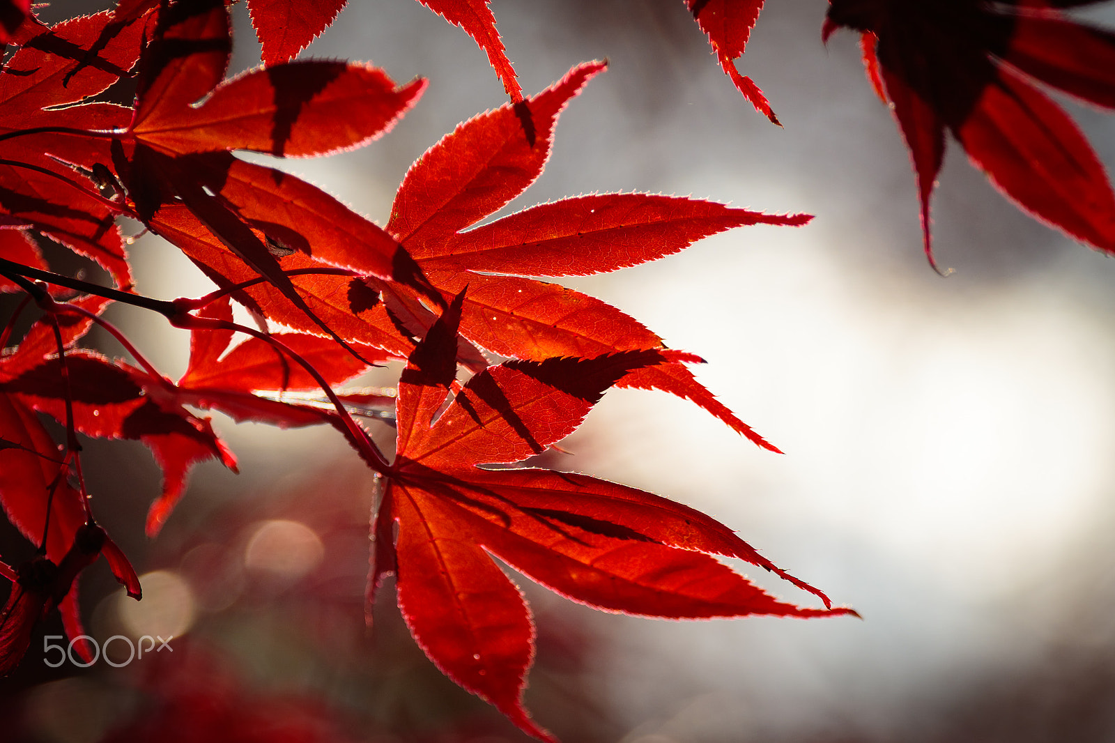 Canon EF 70-200mm F4L USM sample photo. Autumn colour photography