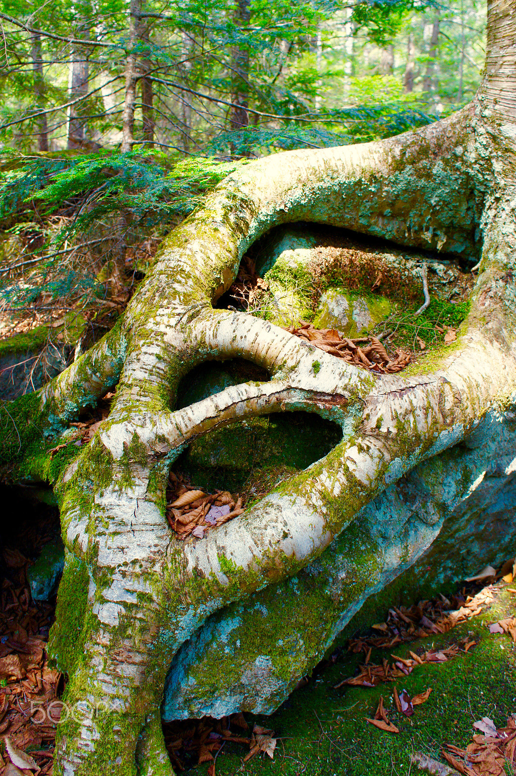 Tamron 18-200mm F3.5-6.3 Di III VC sample photo. Twisted photography