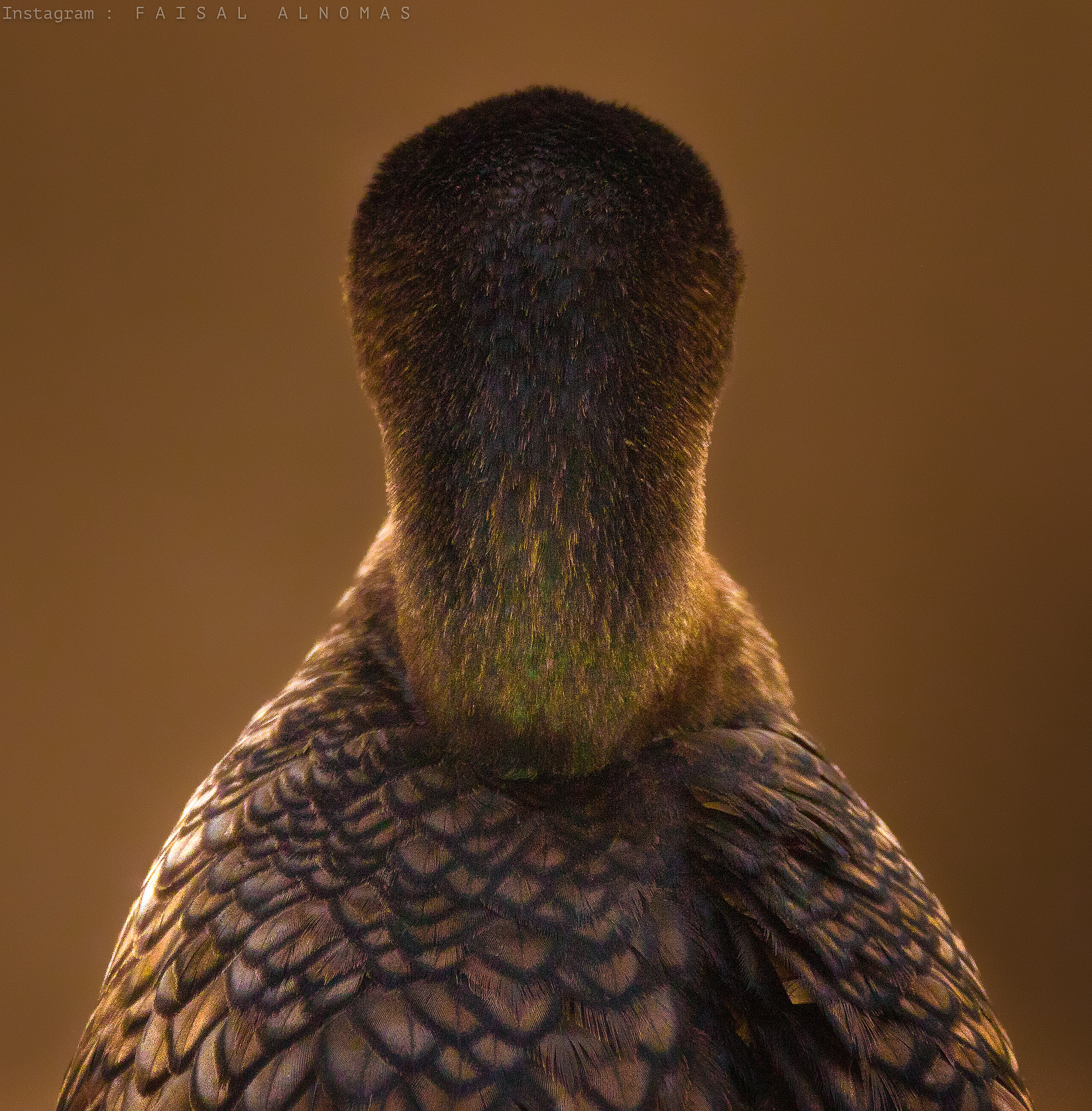 Canon EF 800mm F5.6L IS USM sample photo. I'm not listening photography