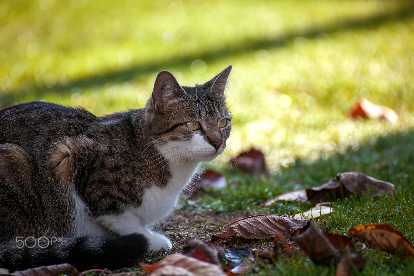 Tamron SP 35mm F1.8 Di VC USD sample photo. Cat portrait mila photography