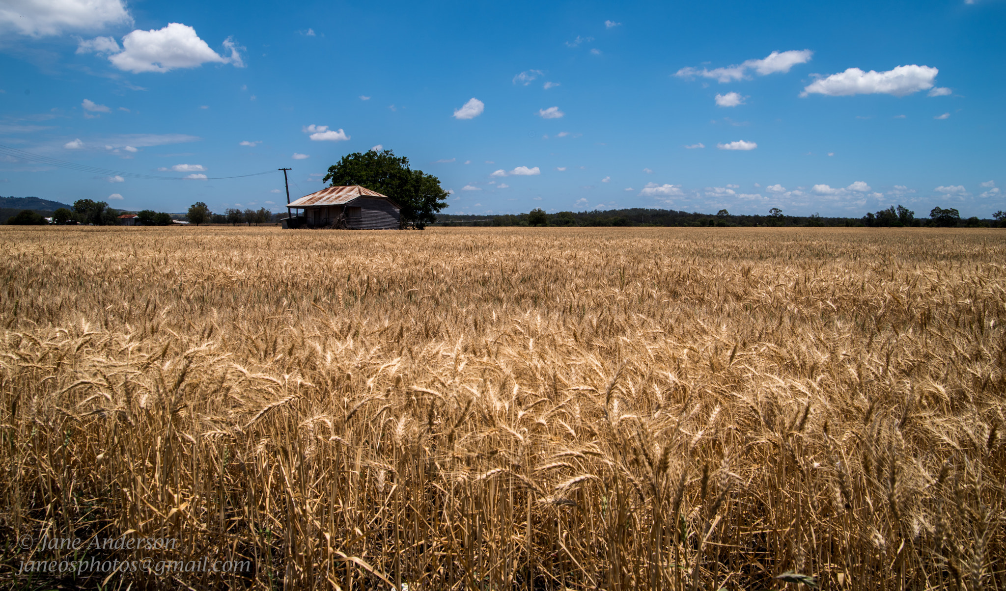 Pentax K-1 sample photo. Wheat photography