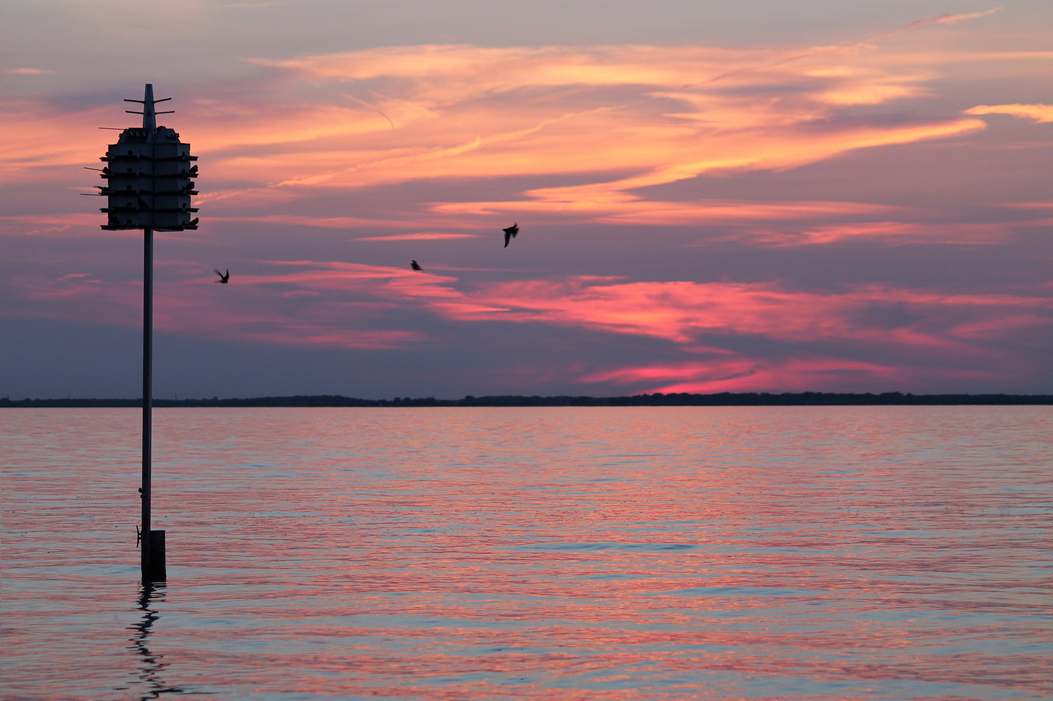 Canon EF-S 55-250mm F4-5.6 IS II sample photo. Les hirondelles , swallow près du fleuve photography