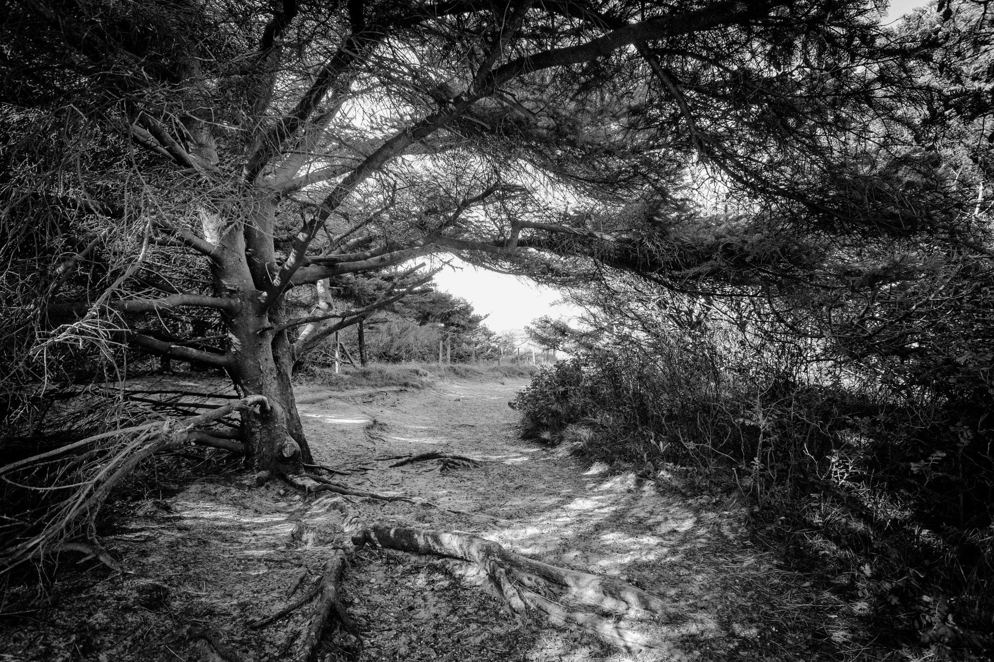 Minolta AF 28-80mm F3.5-5.6 II sample photo. Tree sand path photography
